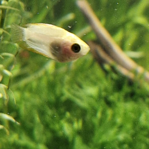 Cherche gouramis miel