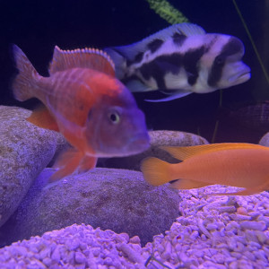 Aulonocara sport red