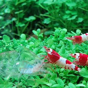 Caridina "Red Crystal" CRS