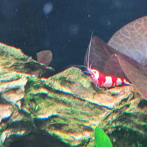 Caridina "Red Crystal" CRS