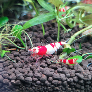 Caridina "Red Crystal" CRS