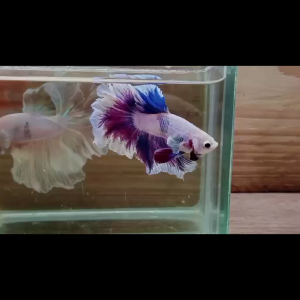 Betta fertail sur commande info et prix en priver