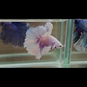 Betta fertail sur commande info et prix en priver