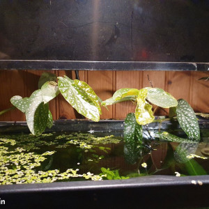 Begonia bambou : plante racine dans l'eau