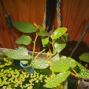 Begonia bambou : plante racine dans l'eau