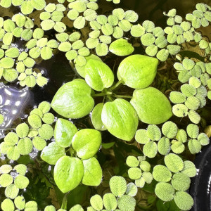 Promotion grenouillettes plantes flottantes