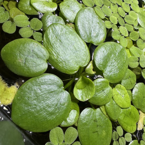 Promotion grenouillettes plantes flottantes