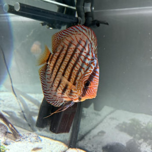 discus