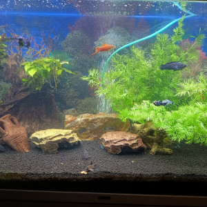 POISSONS TROPICAUX + CREVETTES