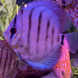 Discus bleuté