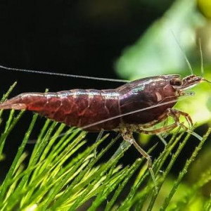 Crevettes Sakura Chocolat