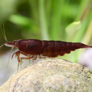 Crevettes Sakura Chocolat