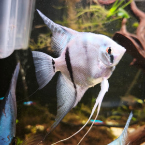 Scalaire blue diamond