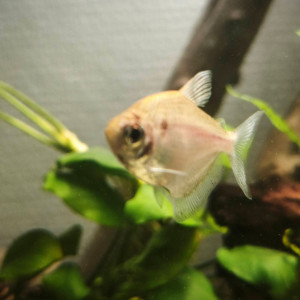 Scalaire blue diamond