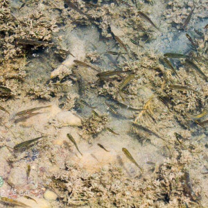 Poissons mangeur de larve de moustique