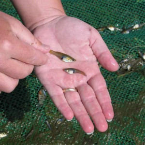 Poisson anti moustiques