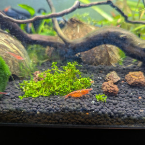 Crevettes red cherry