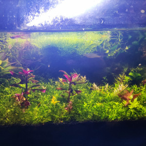 Crevettes Neocaridina Yellow Fire + quelques poissons + plantes