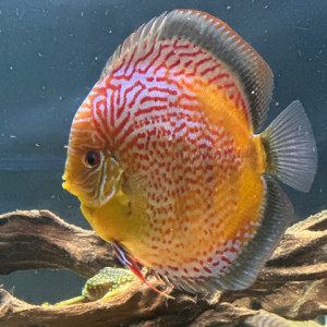 Discus sub adultes