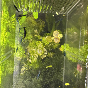 Crevettes déclassées