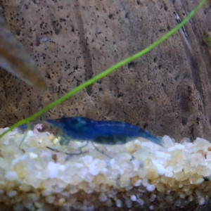 Crevette neocaridina