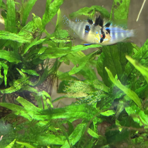 Jeunes Ramirezi de 7 mois