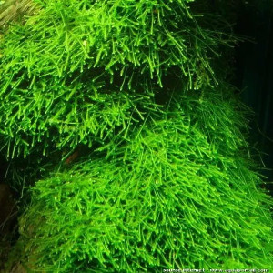 Taxiphyllum barbieri (Mousse de Java)