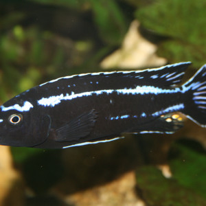 Pseudotropheus johannii Liwani F2