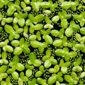 Lemna minor (petite lentille d'eau)