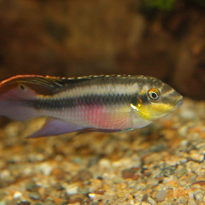 Pelvicachromis pulcher
