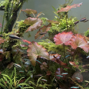 Lot de 15 tetra empereur