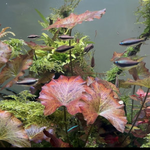 Lot de 15 tetra empereur