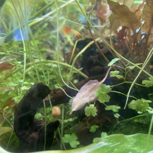 Guppy Kohaku Alevins