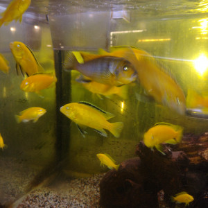 Vend labidochromis jaune