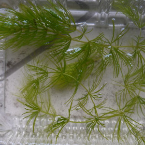 Ceratophyllum demersum