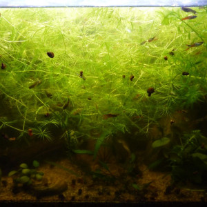 Ceratophyllum demersum