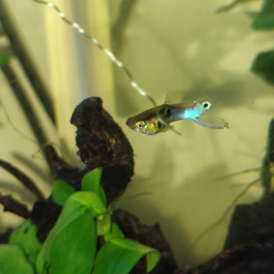 Guppy endler blue japan