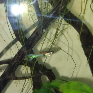 Guppy endler tiger