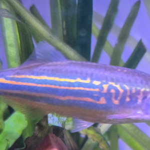 Danio géant - Danio Malabar