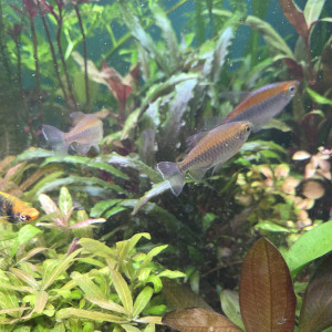 Banc Tétras du Congo - 5 adultes