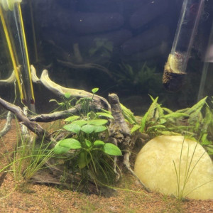 Aquarium Dennerle 20l