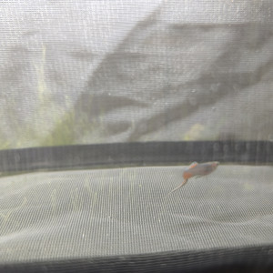 Don d'un guppy endler