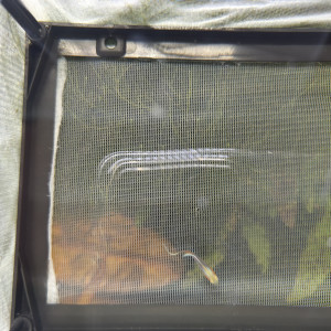 Don d'un guppy endler