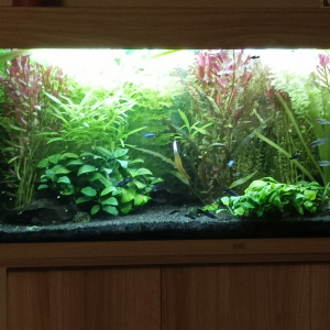 Echange plantes contre poissons calmes