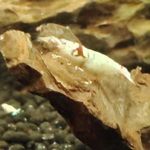 Lot de 10 crevettes Prl Red Crystal , divers grades