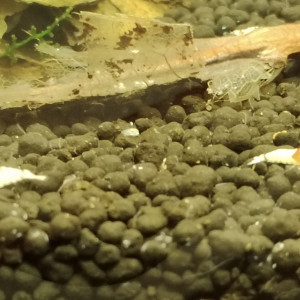 Lot de 10 crevettes Prl Red Crystal , divers grades