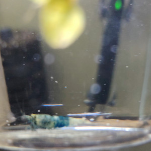 Lot de crevettes Blues océan déclassées