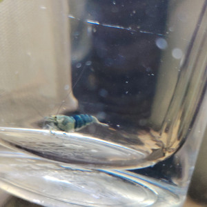 Blues océan déclassées