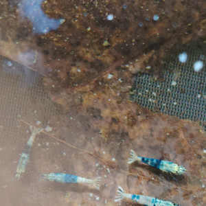 Lot de crevettes Blues océan déclassées