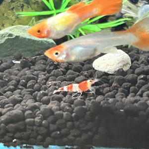 Donne une femelle Guppy Koï